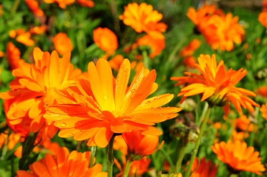 Flower calendula orange
