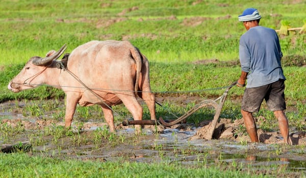 Plow with water buffalo,rice field