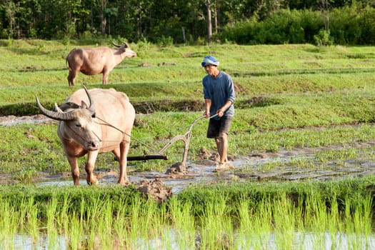 Plow with water buffalo,rice field