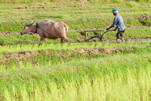 Plow with water buffalo,rice field