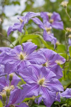 Lilac-blue clematis Prince Charles