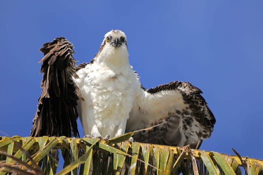 Young Eagle