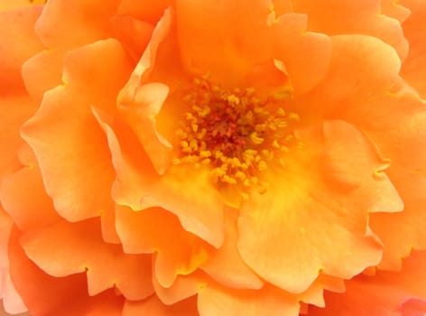 Orange rose blossom as background