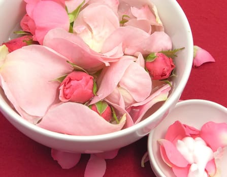 Roses and cream in white porcelain bowls on red background