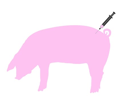 Pig gets vaccination because of swine flu
