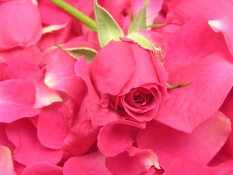 Single petals and pink rose as background