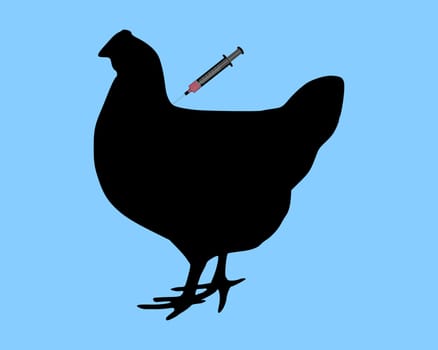 Chicken gets vaccine against bird flu