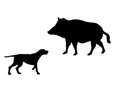 Pointing dog meets wild boar