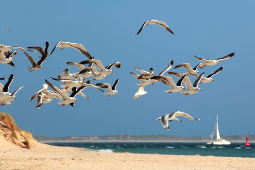 Flock of seagulls