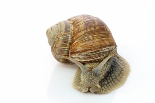 Edible snail