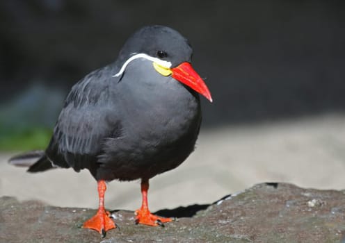 Inca Tern