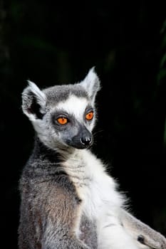 KattaPortrait