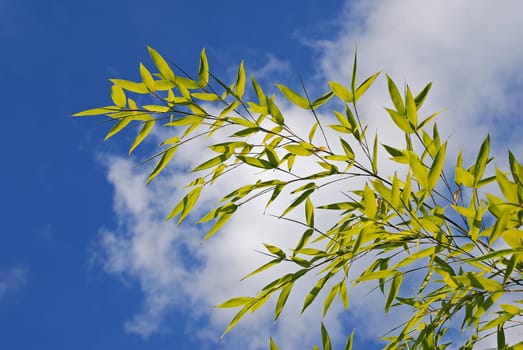 Bamboo