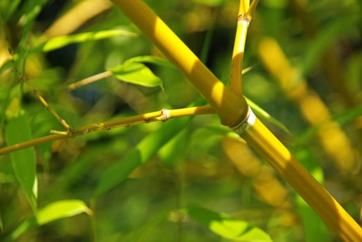 Bamboo