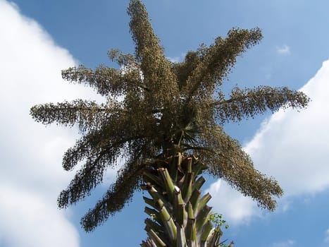 Palmenschopf vs. sky