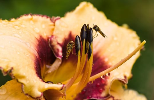 Hover flies on day lily flower