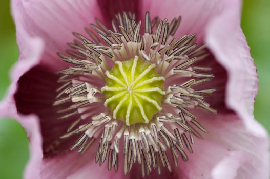 bloom of poppy
