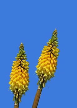 Yellow on blue