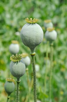 Poppy seed pods