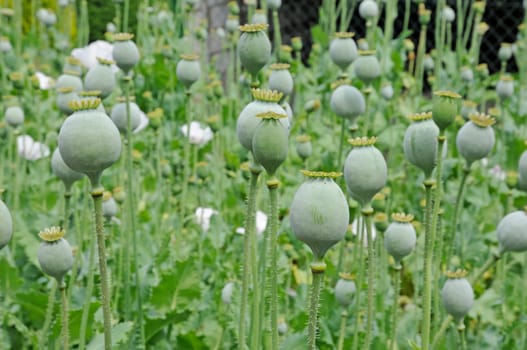 Poppy seed pods