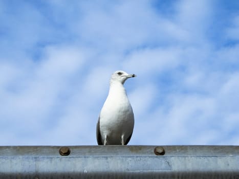 Seagull on ledge