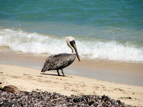Pelican on the beach