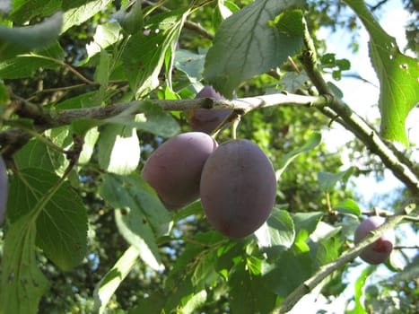 PLUMS2
