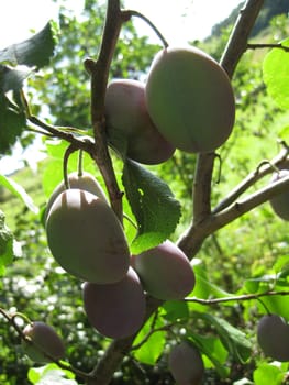 Plum