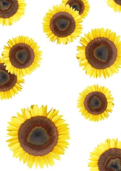 sunflower-side-many-DIN-A3