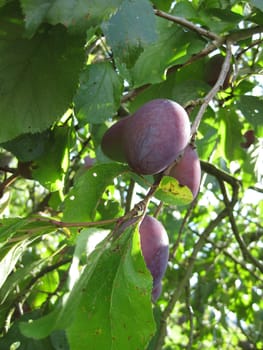 Plums