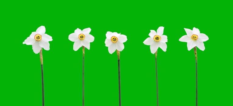 Daffodils over green background