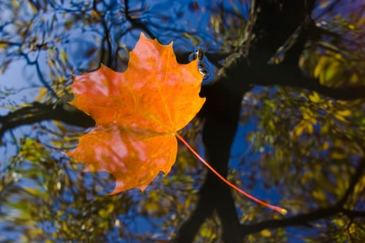 autumn leaf on the water