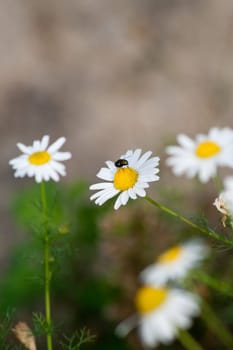 Daisy