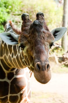 Giraffe