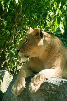 Lioness