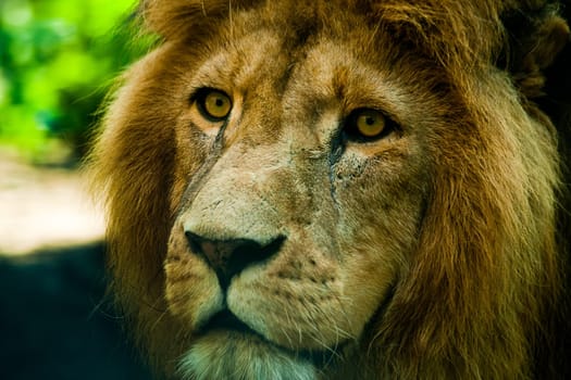 Lion
