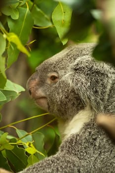 Koala