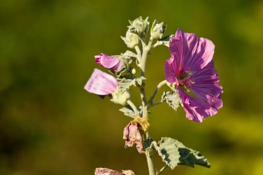 Hollyhock