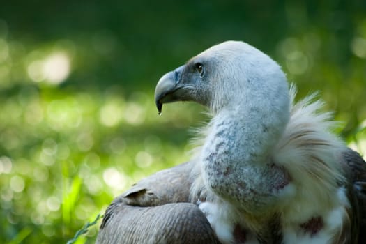 Hols of the Vultures