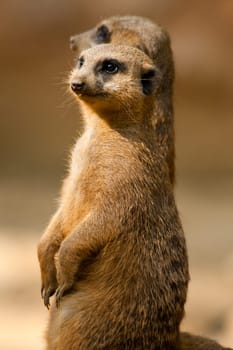 Meerkat