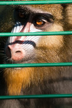 Mandrill