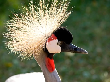 Crested crane,Balearica ,pavonina