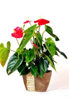 Flamingo Flower Anthurium Houseplant