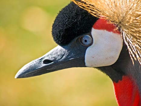Crested crane