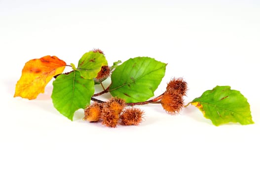 European beech,beechnuts,beech