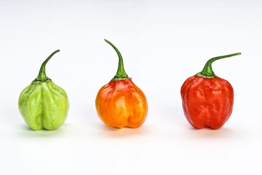 chilly pepper background