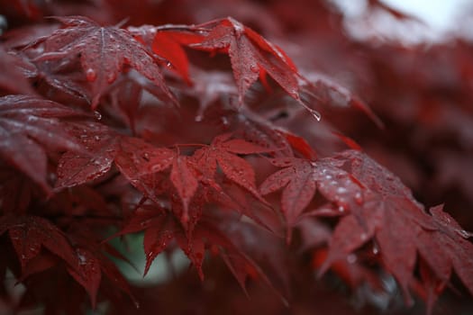 leaf background