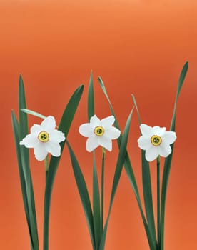 Daffodils over orange background