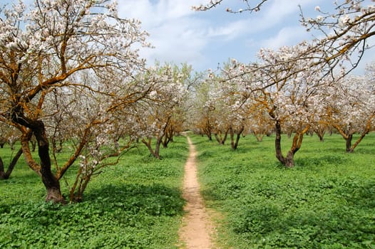 almond trees