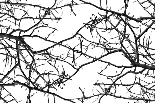 tree branches pattern